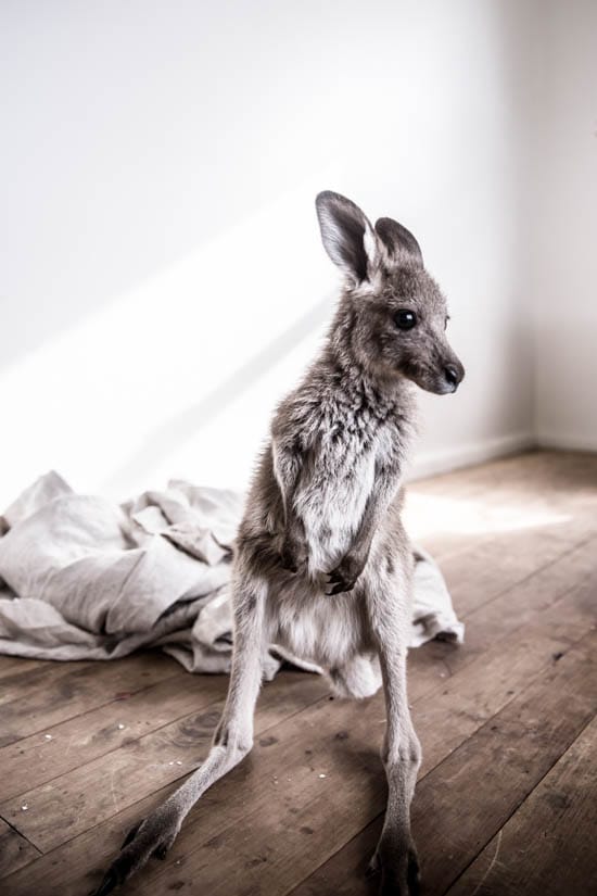 On living with a kangaroo