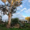 The big tree