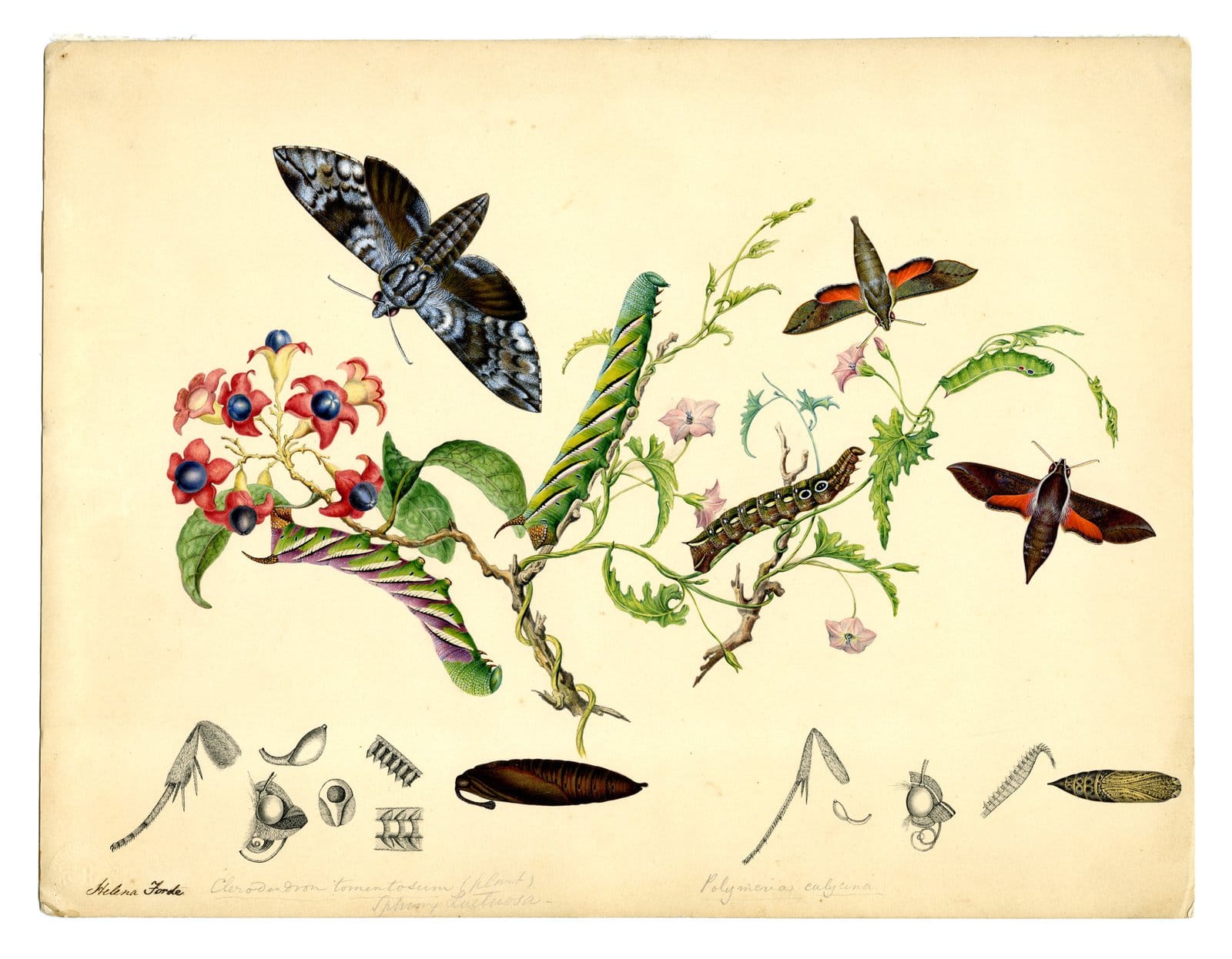 Making news this week: Alice, energy and agrihoods