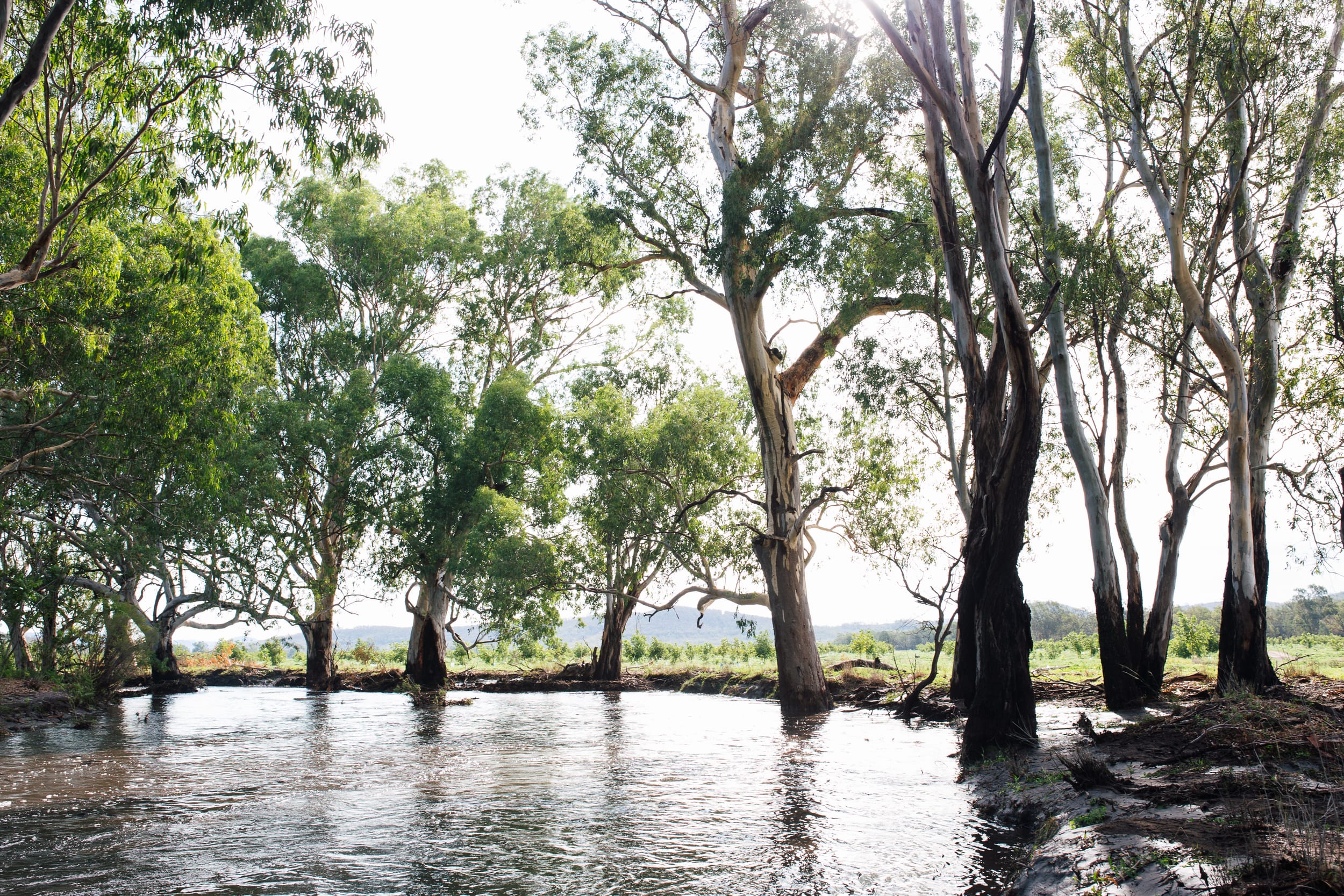 The Ghost of Newsletters Past