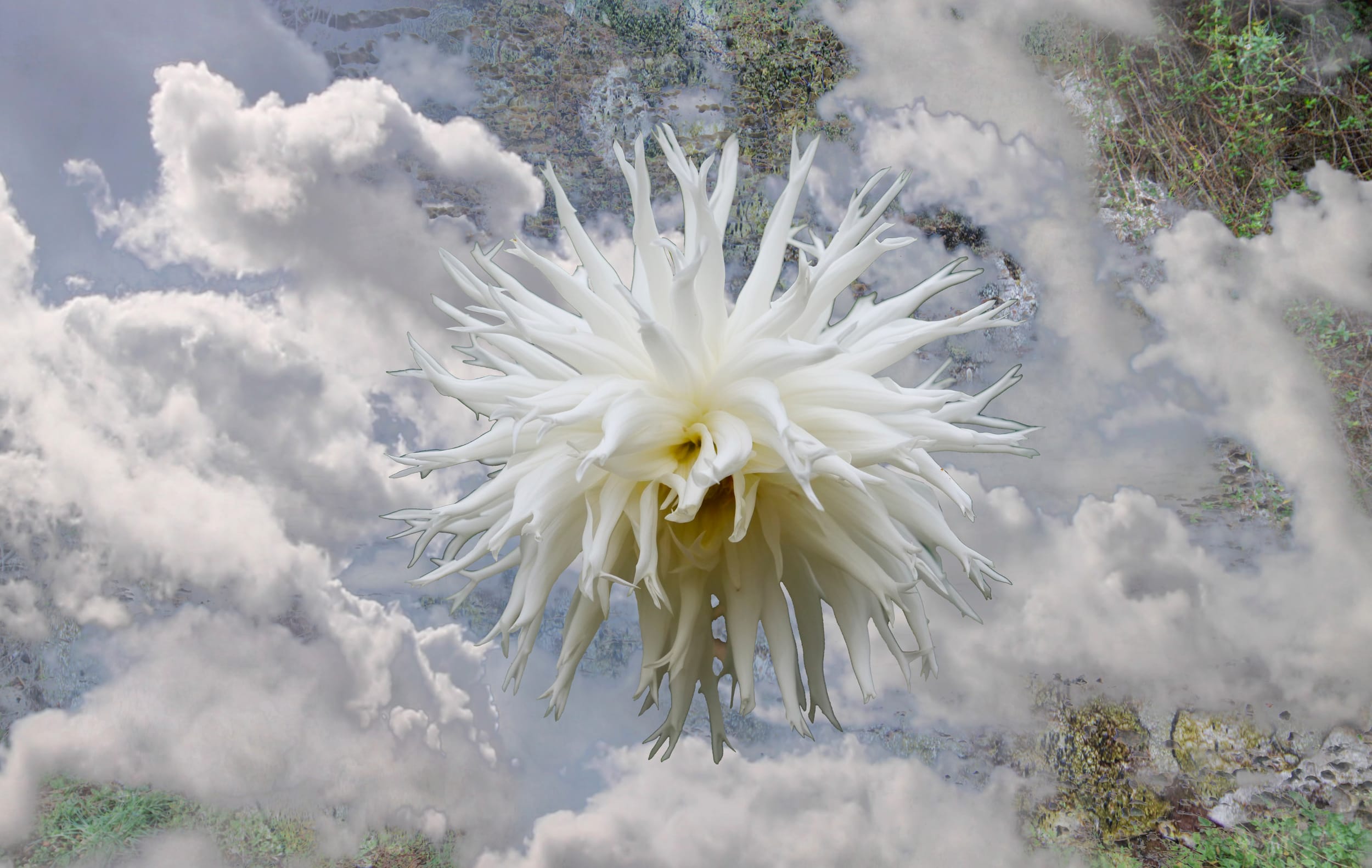 Behold, the bee’s secret weapon